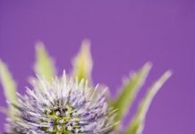 Using Bleach and Vinegar to Kill Thistles