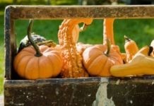 How to Eat Gourds