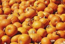 How to Wash Pumpkins With Bleach