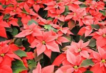 Are poinsettias poisonous?