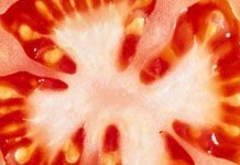 How to Save Tomato Seeds for Planting