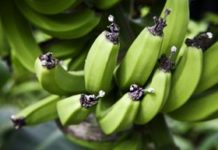 Are we in a bananapocalypse?