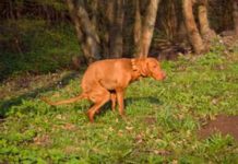 Home Remedies for Dogs With Worms