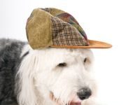 How Animal Detectives Work